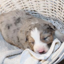 Tulip - Blue merle female Australian Shepherd puppy in Honey Brook, Pennsylvania from New Adventures Puppies