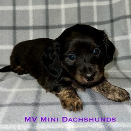 Onyx - Black and tan female Dachshund puppy in Carlsbad, Texas from MV Mini Dachshunds