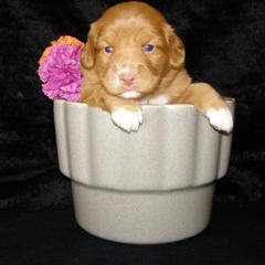Nova Scotia Duck Tolling Retriever Puppies from Healing Towards Heeling