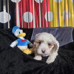 Donald (orange collar) - Blenheim male Cavapoo puppy in Modesto, California from Molly n Friends