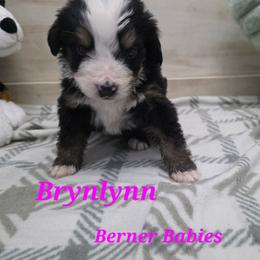 Brynlynn - Black rust and white female Bernese Mountain Dog puppy in Radcliffe, Iowa from Berner Babies