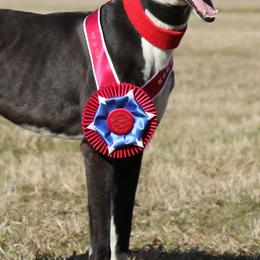 Greyhounds from SummerWind Farm Greyhounds