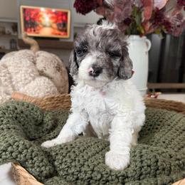Orange collar - Merle male Cavapoo puppy in Indiahoma, Oklahoma from Farm Fresh Doodles