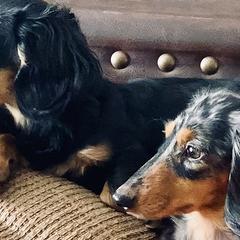 Dachshunds from Firelight Mini Dachshund