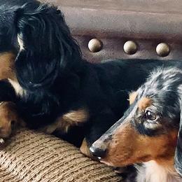 Dachshunds from Firelight Mini Dachshund
