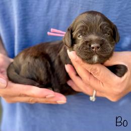 Bo - Chocolate female Australian Labradoodle puppy in Morgan Hill, California from Loving Labradoodles