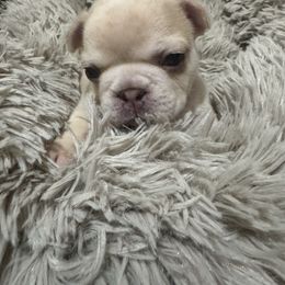 Fendi - Fawn and white female French Bulldog puppy in Saint Augusta, Minnesota from Phillips Frenchies