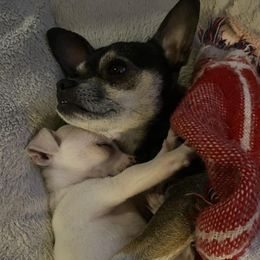 Chihuahuas from Agawam puppies