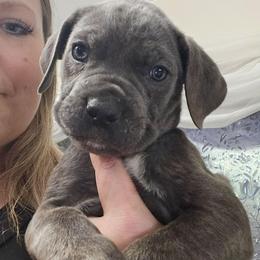 Purple Collar - Gray brindle female Cane Corso puppy in Lewistown, Montana from Corsi Amore Kennels