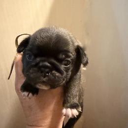 Lilly (white) - Silver female Pug puppy in Hereford, Arizona from Broken Road Ranch Pugs