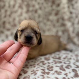 Girl 2 - Cream female Dachshund puppy in Wichita, Kansas from Rustic Dachshunds