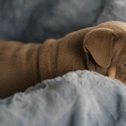 Bulldog Puppies from Bougie Bullies & Birds LLC