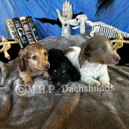 Dachshund Puppies from M.H.P Dachshunds