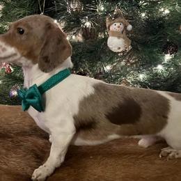 Dachshunds from Dawn's designerDachshunds