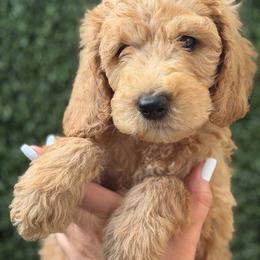 Apollo - Cream male Goldendoodle puppy in Miami Dade County, Florida from Doodle Lovers