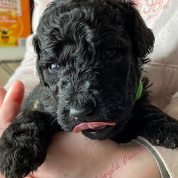 Poodle Puppies from Rosegold Poodles