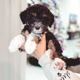 Conqueror - Tri-color male Bernedoodle puppy in Jackson, Missouri from Pincksten Family Doodles