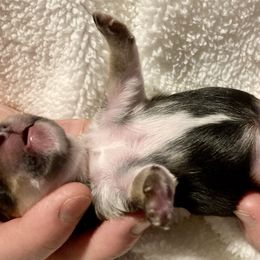 Maltipoo, Morkie, and Yorkipoo Puppies from Danza Bolo