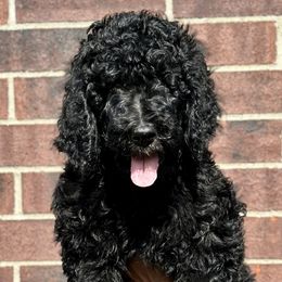 Blue - Black Poodle puppy in Texas from Palace Pups NTX