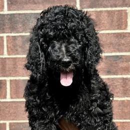 Blue - Black Poodle puppy in Texas from Palace Pups NTX