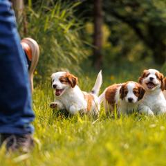 Nederlandse Kooikerhondje Puppies from Danube Kooikerhondjes