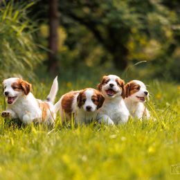 Nederlandse Kooikerhondje Puppies from Danube Kooikerhondjes