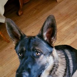 German Shepherds from Sandhills German Shepherds