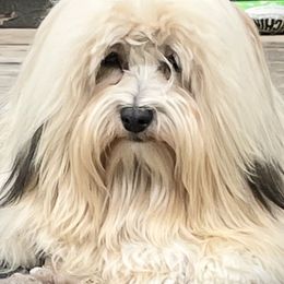 Havanese from Biscuits N Gravy Havanese