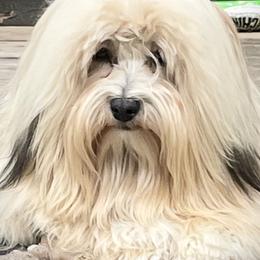 Havanese from Biscuits N Gravy Havanese