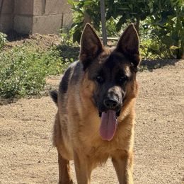 Champ - Black and red male German Shepherd puppy in Perris, California from Aguilera's Puppies