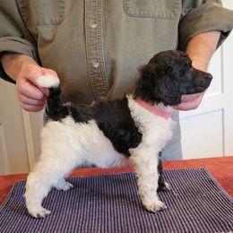 Poodle Puppies from Chapel Hill Poodles