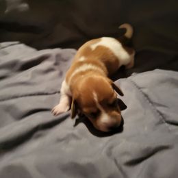 Holly - Piebald female Dachshund puppy in Geneva, Florida from TGIF Doxies