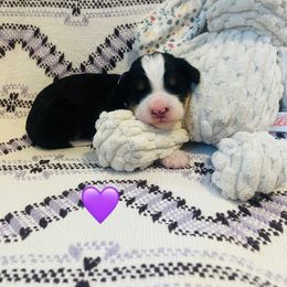 Dancer - Tri-color female Bernedoodle puppy in San Juan Capistrano, California from Country Hills Doodles