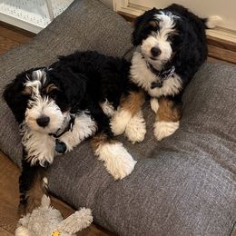 Bernedoodle, Bernese Mountain Dog, and Poodle Puppies from NJ Bernedoodles