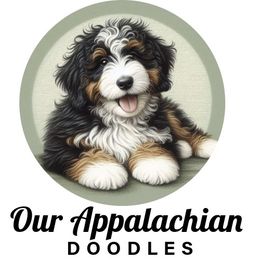 Bernedoodle puppies from Our Appalachian Doodles