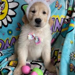Ms. Green (Princess Jasmine) - Light golden female Golden Retriever puppy in Umatilla, Florida from AT Marvelous Kennels (AKA AT Marvelous Pet Services)