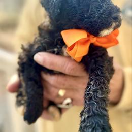 Cookies and Cream - Black male Goldendoodle puppy in Cross, South Carolina from DoodleDandy & Danes