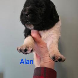 Alan - White and black male Newfoundland puppy in Honey Grove, Pennsylvania from Heinrich Family Newfoundlands