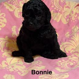 Cavapoo Puppies from Carolina Cavapoos