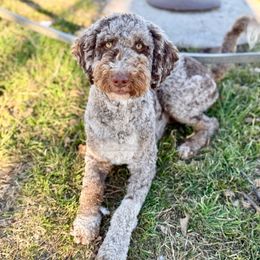 Mabel - Bernedoodle