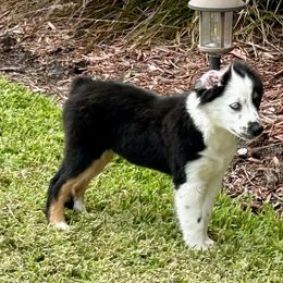 Male 1 - Black tri male Miniature Australian Shepherd puppy in Nashville, Tennessee from Little B’s Aussies
