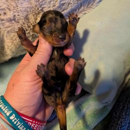 Dapple boy 1 - Dapple male Dachshund puppy in Madisonville, Tennessee from LaRose Farm & Kennels
