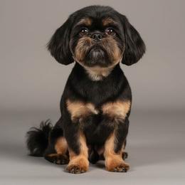 Rhum - Shih Tzu