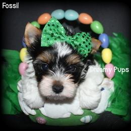 AKC Exquisite Fossil 3300 - Black tan and white male Biewer Terrier puppy in Kennesaw, Georgia from Dreamy Pups