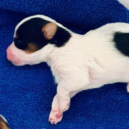 Boy 1 - Black tan and white male Biewer Terrier puppy in Litchfield Park, Arizona from Phoenix Golden Retriever & Biewer Terriers