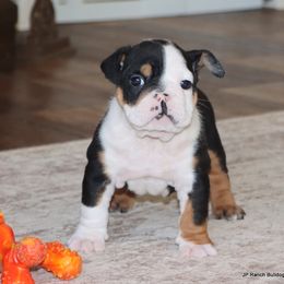 Ziggy - Black tri-color male Boston Terrier puppy in Winnsboro, Texas from JP Ranch Bulldogs