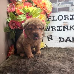 Biancee - Fawn sable female Chinese Shar-Pei puppy in Lehigh Acres, Florida from Florida Wrinkles