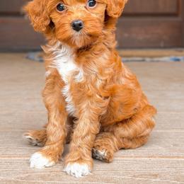 Dark Red Female with white - Red female Cavapoo puppy in Pentwater, Michigan from Dumaw Creeks Pups