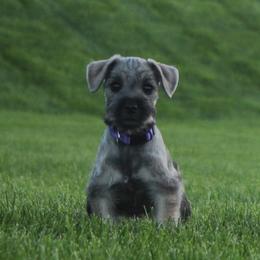 AKC Nosara (Purple) - Salt and pepper female Miniature Schnauzer puppy in West Jordan, Utah from Olympus Schnauzers