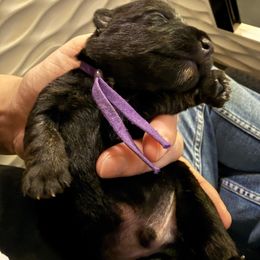 Purple - Black male Scottish Terrier puppy in Lubbock, Texas from RocketST